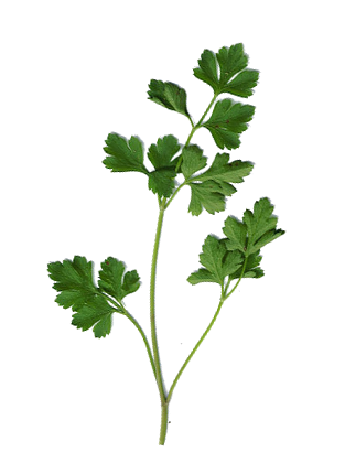 A fresh green sprig of parsley
